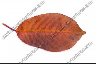 Photo Texture of Leaf 0072